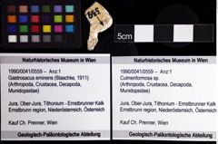 Foto (Objket + Etiketten) von Culmenformosa sp. 